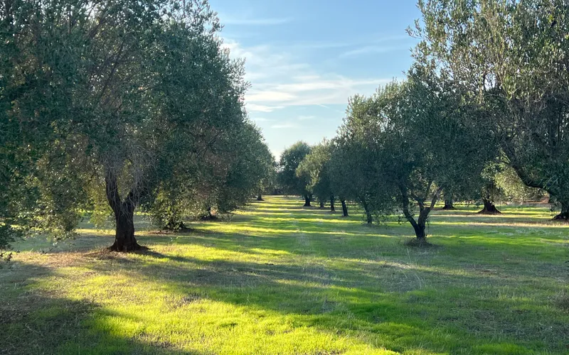 Stavební pozemek 12.500m2